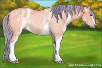 Horse Color:Watercolor White Spotted Buckskin Dun Rabicano