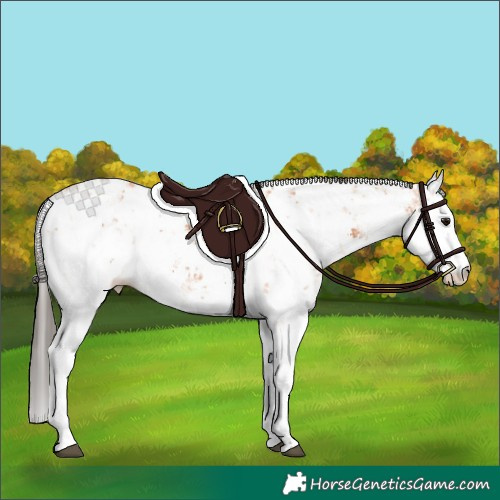 Horse Color:Bay Sabino 