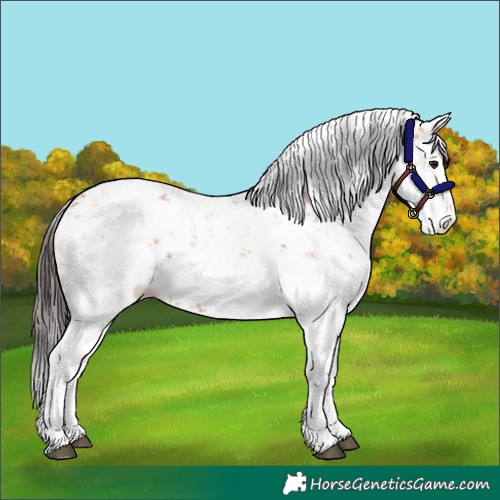 Horse Color:Bay Sabino 