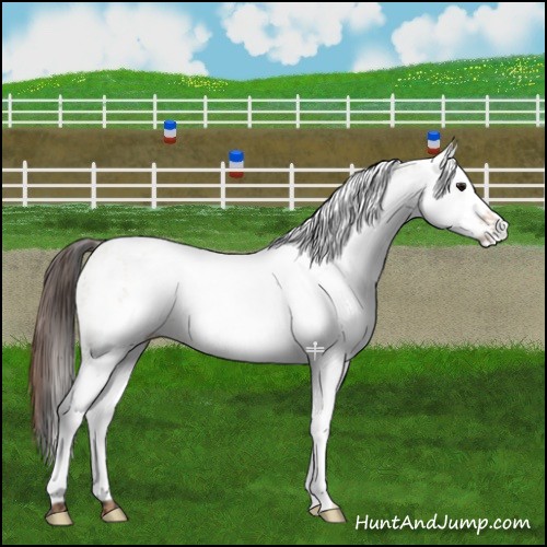Horse Color:White Spotted Bay Dun Rabicano  and White Spotted Amber Champagne Dun Rabicano 