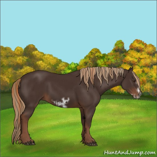 Horse Color:Liver Chestnut and Liver Chestnut Frame