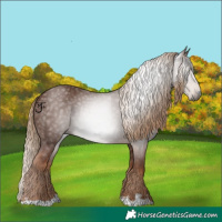 Horse Color:Gray Chestnut