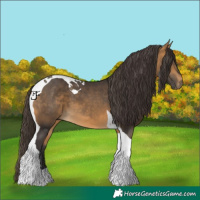 Horse Color:Buckskin Tobiano 