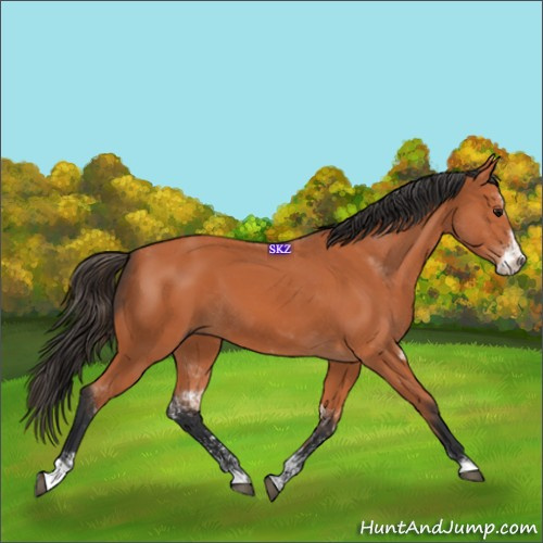 Horse Color:Bay Sabino 