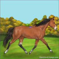 Horse Color:Bay Sabino 