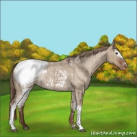 Horse Color:White Spotted Liver Red Dun Roan Snowcap Rabicano Brindle 