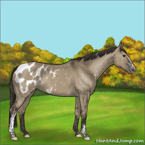 Horse Color:White Spotted Smoky Grullo Blanket Rabicano