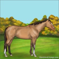 Horse Color:White Spotted Buckskin Dun Varnish Rabicano 