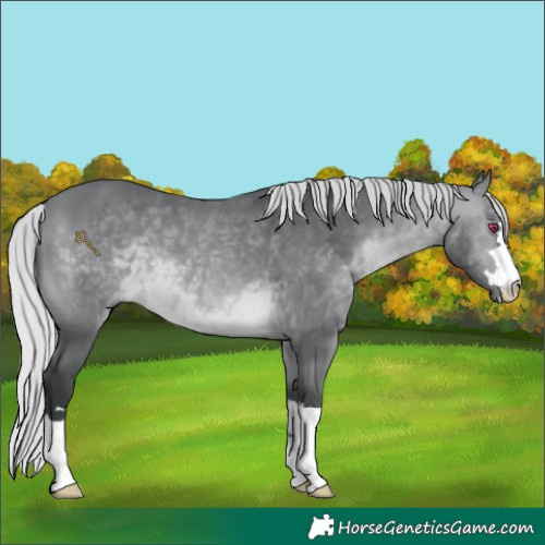 Horse Color:Silver Brown Chinchilla 
