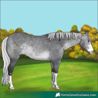 Horse Color:Silver Brown Chinchilla 