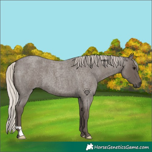 Horse Color:Silver Blue Roan 