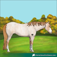 Horse Color:Red Roan Pearl 
