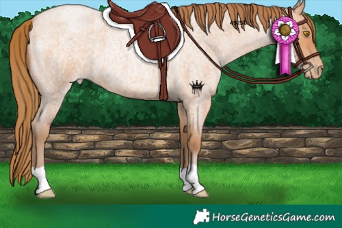 Horse Color:Bay Roan Pearl 