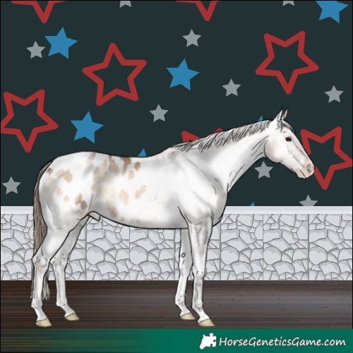 Horse Color:Brown Pearl Onyx Appaloosa Brindle 