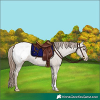 Horse Color:Classic Champagne Snowcap Rabicano 