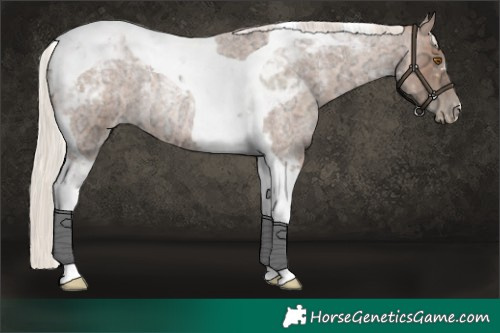 Horse Color:Silver Blue Ice Roan Pearl Tobiano Rabicano