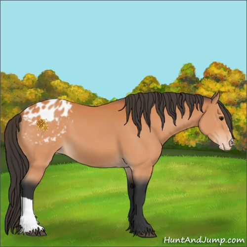 Horse Color:Bay Appaloosa 