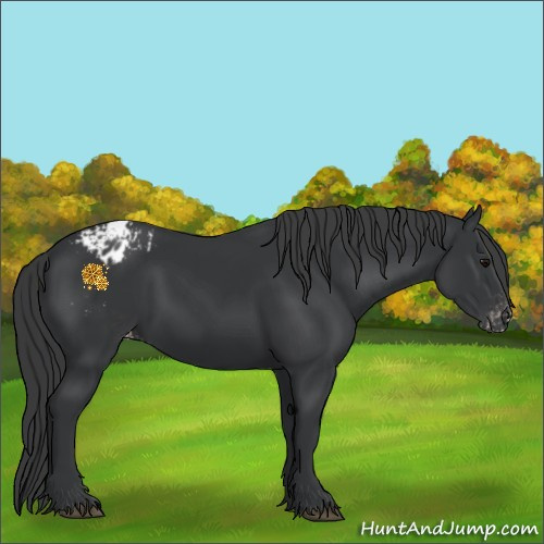 Horse Color:Black Appaloosa Rabicano 