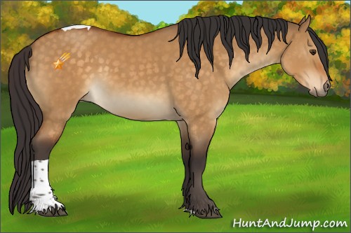 Horse Color:Buckskin Dun Tobiano 