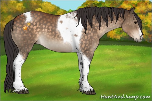 Horse Color:Buckskin Tobiano 