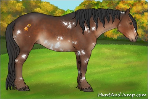 Horse Color:White Spotted Liver Chestnut 