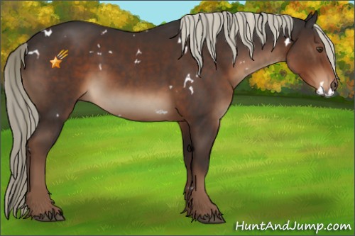Horse Color:White Spotted Liver Chestnut 