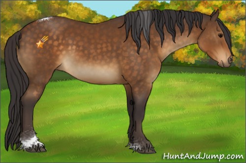 Horse Color:Buckskin Tobiano 