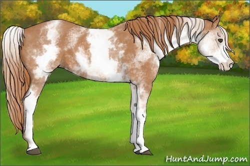 Horse Color:White Spotted Chestnut 