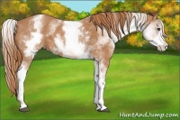 Horse Color:White Spotted Chestnut