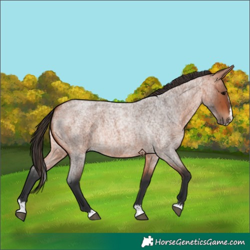 Horse Color:Bay Roan Splash 