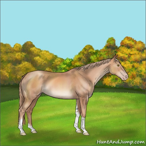 Horse Color:Gold Champagne Tobiano
