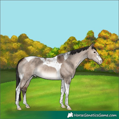 Horse Color:Brown Dun Mushroom Tobiano 