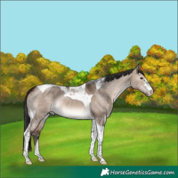 Horse Color:Brown Dun Mushroom Tobiano
