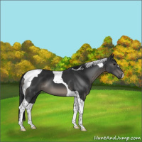 Horse Color:Black Tobiano 