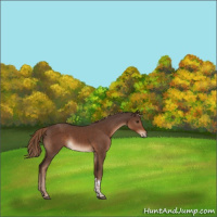 Horse Color:Liver Chestnut Tobiano 