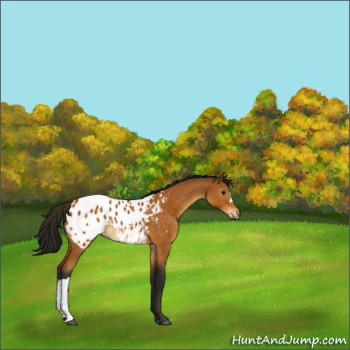 Horse Color:Gray Buckskin Blanket 