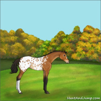 Horse Color:Gray Buckskin Blanket 