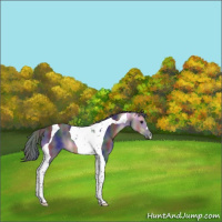 Horse Color:Nacre Black Tobiano
