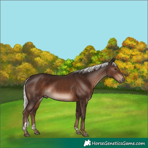 Horse Color:Liver Chestnut Mushroom Tobiano 