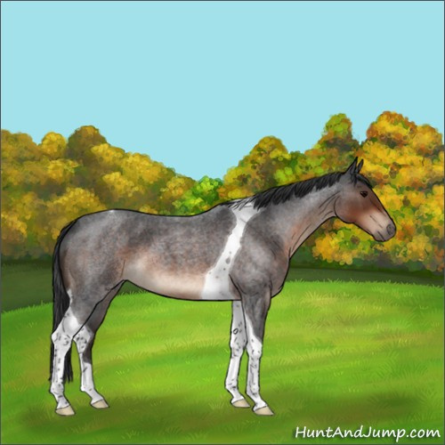 Horse Color:Brown Roan Tobiano 