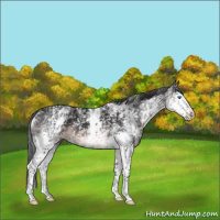Horse Color:White Spotted Brown Splash 