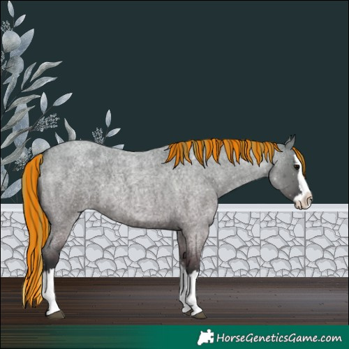 Horse Color:Painted Grullo Roan Splash 