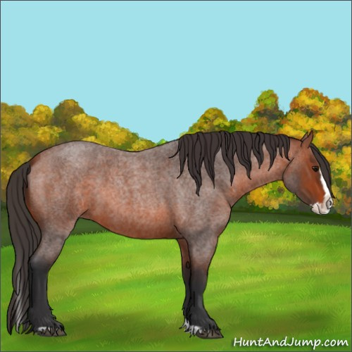 Horse Color:Bay Roan Splash 