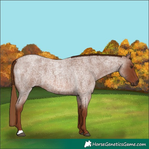 Horse Color:Red Roan 