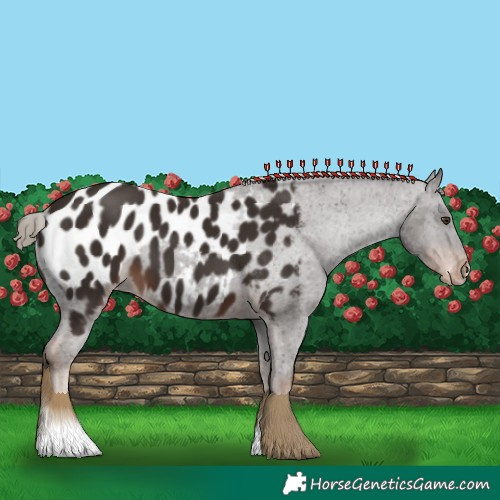 Horse Color:Liver Chestnut Near Leopard 