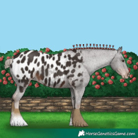 Horse Color:Liver Chestnut Near Leopard