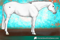 Horse Color:Gray Black