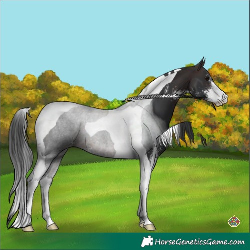 Horse Color:Brown Sabino Tobiano 
