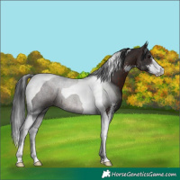 Horse Color:Brown Sabino Tobiano 