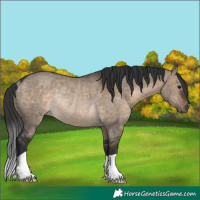 Horse Color:Brown Dun Rabicano 